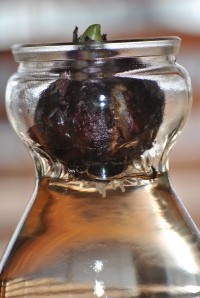 closeup of hyacinth bulb