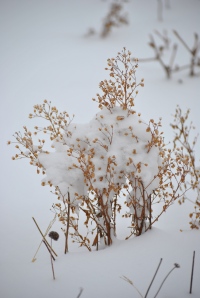 Weeds in Snow