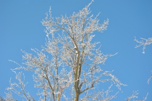 ice tree